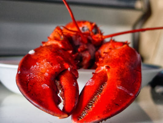 lobster.jpg